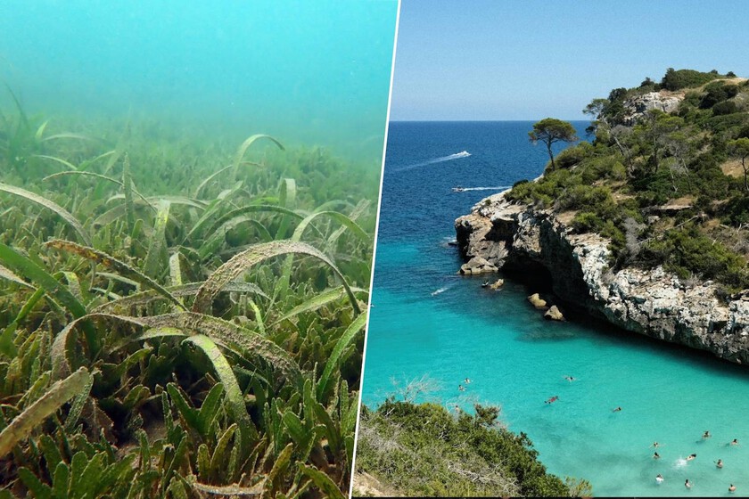 Morze Śródziemne zmienia się w tropiki. Baleary mają problem