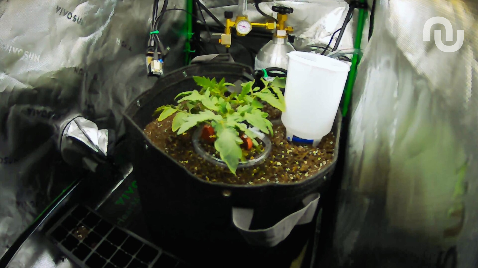 AI ogrodnikiem: Claude utrzymał pomidora przy życiu przez 43 dni