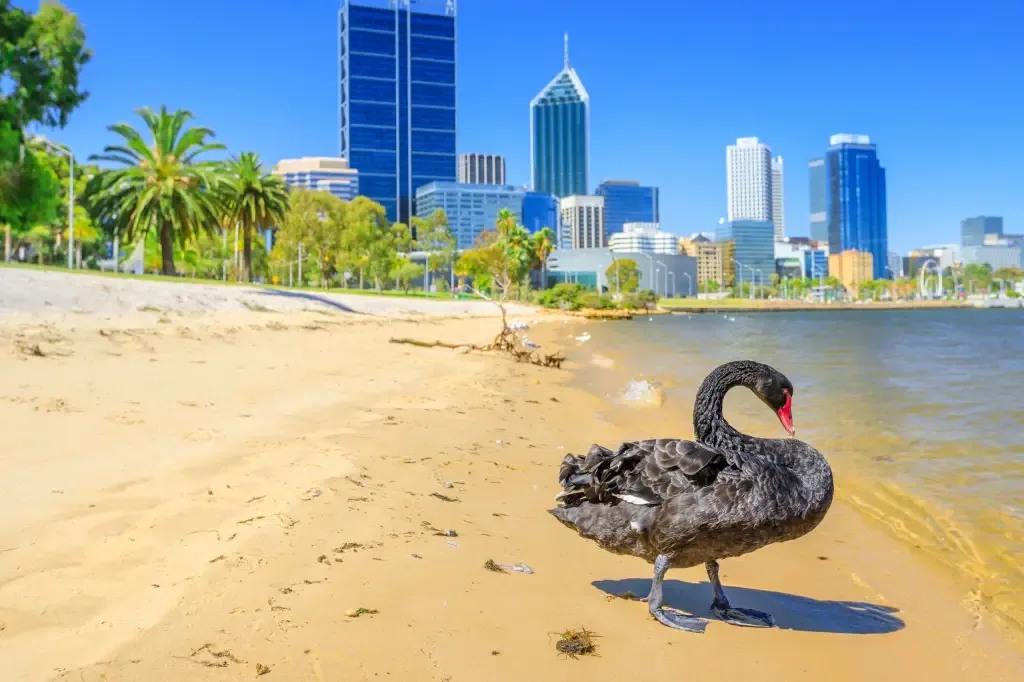 Australia Zachodnia inwestuje 10 milionów w AI dla urzędów